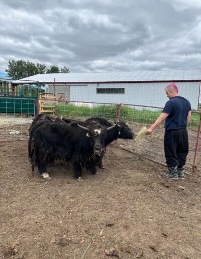 image of feeding yaks