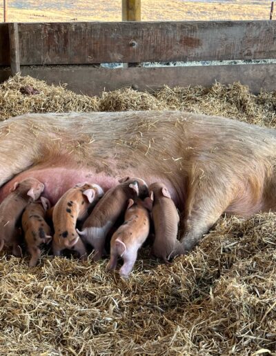 Sow and piglets image