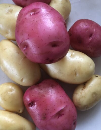 Image of organic potatoes